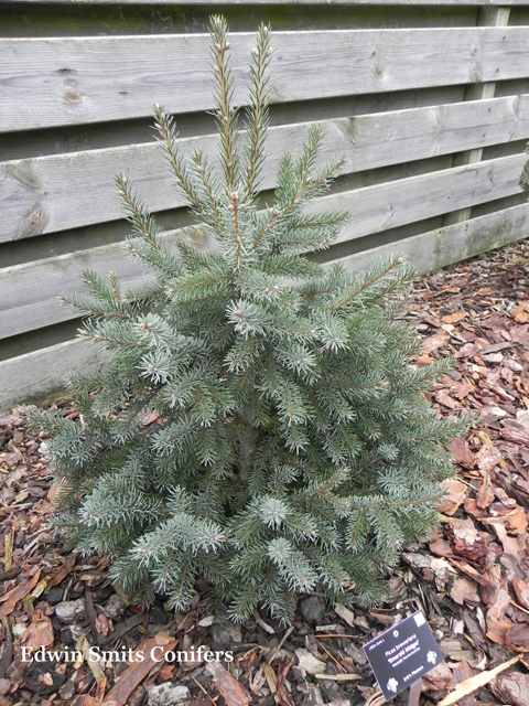 Picea breweriana 'Emerald Midget' (B Dwarf)